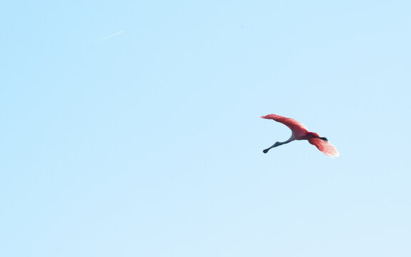 Roseate spoonbill in flight
