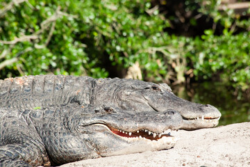 Fototapeta premium Alligator in the sunshine