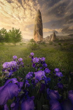 View of purple irises blooming in a green field with a tall fairy chimney rock formation under a golden sunset sky in Cappadocia, Turkiye.