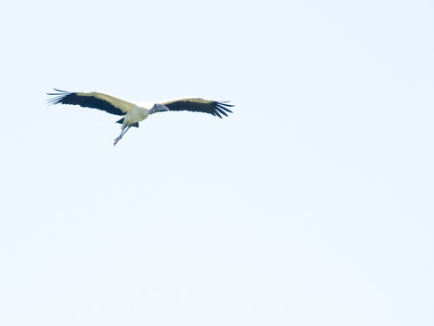 Wood Stork in nature