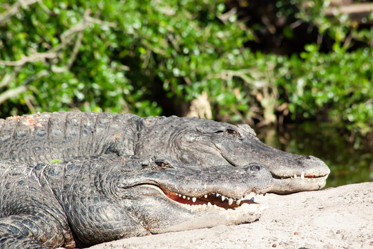 Alligator in the sunshine