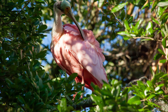Roseate spoonbill in a tree