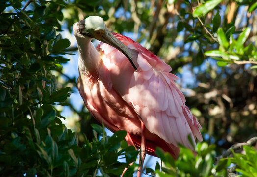 Roseate spoonbill in a tree