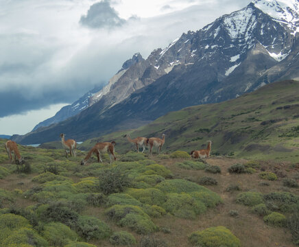 Guanacos in the mountains of southern Chile