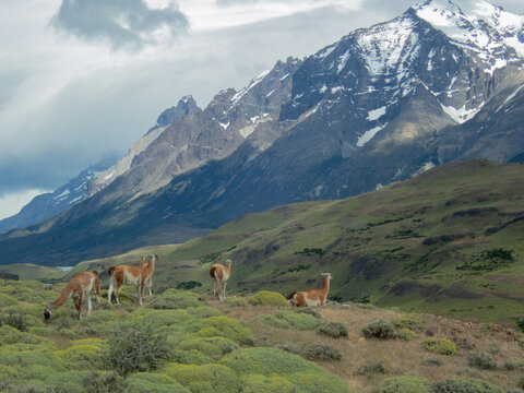 Guanacos in the mountains of southern Chile