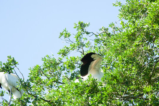 Wood stork in a tree