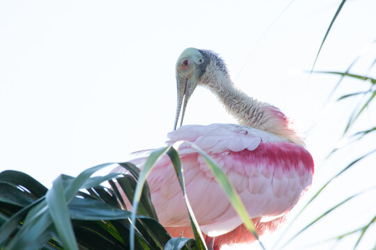 Roseate spoonbill in a tree