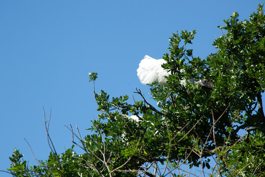White bird in a tree
