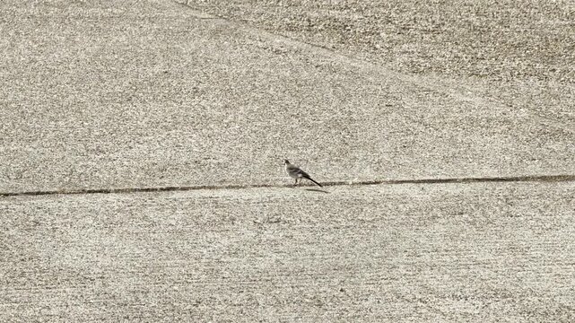 Wild bird walking on concrete detail