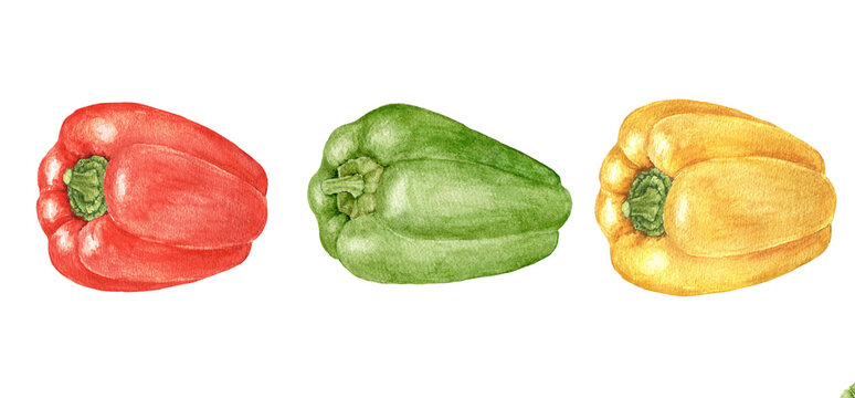 Red, green and yellow bell peppers watercolor vegetable clip art collection for recipe cards, menu templates, packaging labels and seasonal cooking projects.