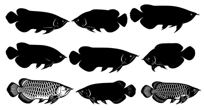 Detailed collection of arowana fish silhouettes and line art illustrations isolated on white background