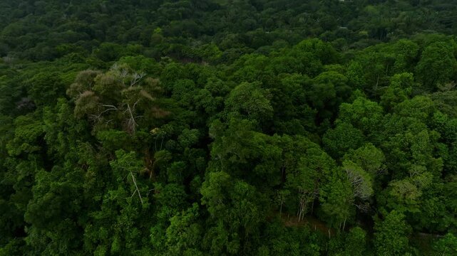 Lush Trees Above Misty Hills. Researcher Examines Treetops Amid Rainforest Canopy. Aerial View Of Vibrant Forest Crown With Scientist Studying Biodiversity From Above
