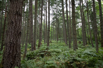 Obraz premium Dense Montana forest interior with pine trees and lush ferns