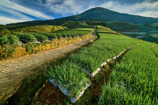 View of lush terraced vegetable fields and a winding dirt path leading toward the majestic Mount Sumbing under a blue sky in Kajoran, Magelang Regency, Central Java, Indonesia.