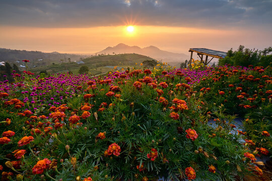 View of Silancur Highland with blooming marigold flowers and purple globe amaranth under a golden sunrise over Mount Sumbing in Kaliangkrik, Magelang Regency, Central Java, Indonesia.
