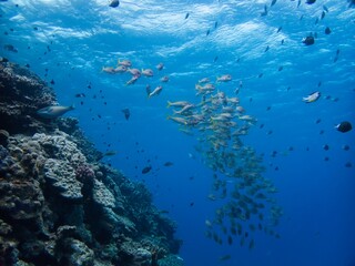 Obraz premium school of Yellowfin goatfish in Minna island, Okinawa