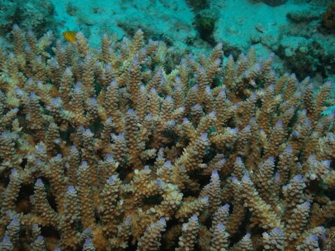 Coral reef in the sea