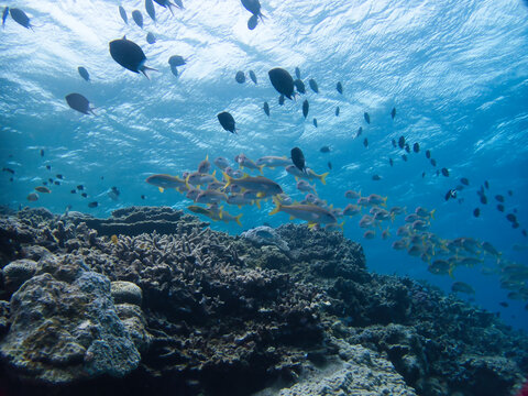school of  Yellowfin goatfish and Stout chromis in Minna island, Okinawa