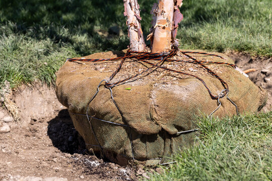 Young Heritage River Birch being transplanted into a backyard landscape