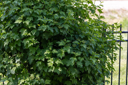 American cranberrybush blooming in spring in Boise, Idaho