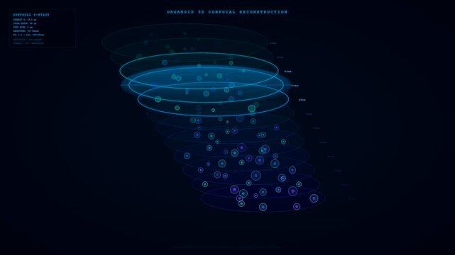 A digital visualization showing organoid growth monitoring through 3d confocal reconstruction with translucent blue layers and cellular markers appearing sequentially on a dark background