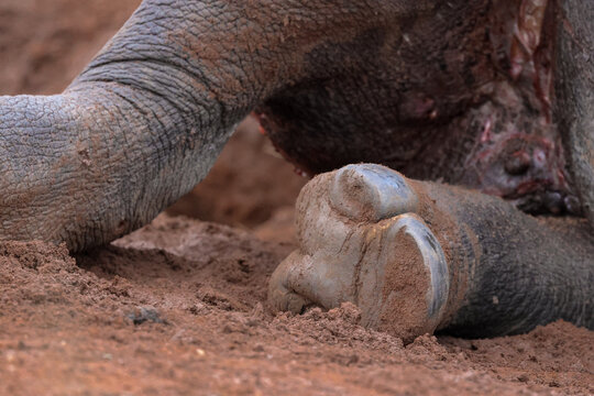View of a close-up of a rhino's foot and wrinkled leg on red earth with visible wounds in Limpopo, South Africa.