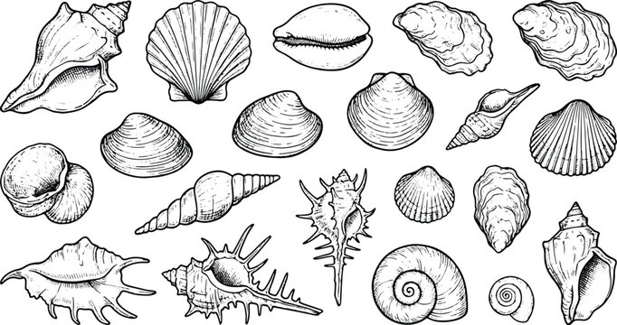 Vintage marine seashell engraving collection featuring detailed ocean shell sketch vector illustration