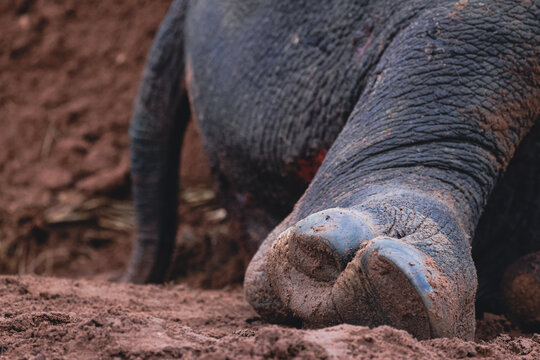 View of a rhinoceros leg and foot covered in red mud while lying on the ground in Limpopo, South Africa.