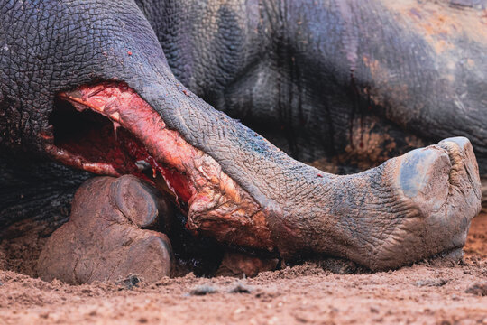 View of a dead rhino's leg with a severe open wound and bloody tissue lying on the red earth Limpopo, South Africa.