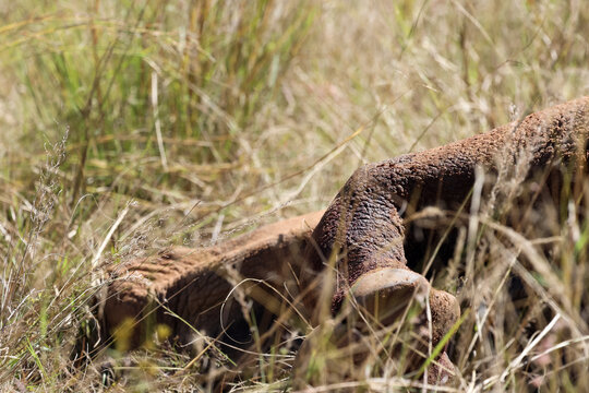 View of a dead rhinoceroses leg and foot in tall dry grass with thick textured skin in the sunlit savanna of Limpopo, South Africa.