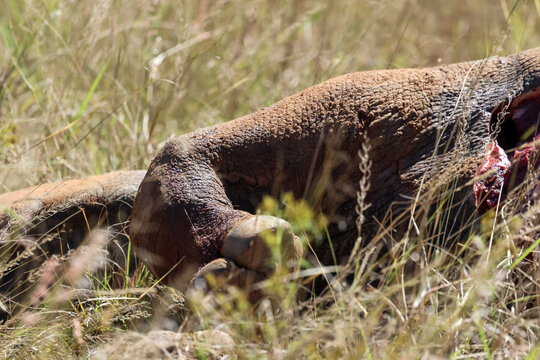 View of a dead rhino carcass lying in the dry grass of the savanna Limpopo, South Africa.