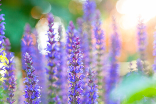flowering common sage Salvia officinalis in summer garden for herbal medicine,aromatherapy,wellness,organic gardening,pollinator plants,culinary herbs and natural cosmetics themes. 