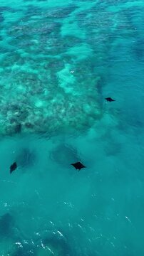 3 Raies Manta sur le r&eacute;cif