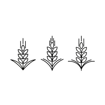 Three Illustrated Wheat Sheaves Line Art Design Vector.