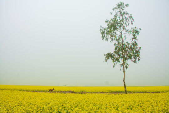 Joypurhat, Bangladesh - 31 December 2022: View of a vast field of yellow mustard flowers with a single tall tree and a dog walking along a path under a misty sky.
