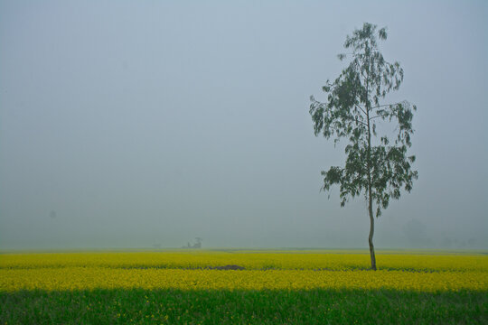 Joypurhat, Bangladesh - 31 December 2022: View of a lone tree standing in a vibrant yellow mustard field under a thick blanket of winter fog.