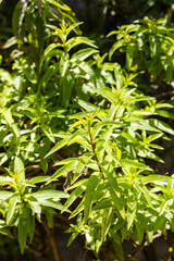 Obraz premium Aloysia citrodora - Aromatic green lemon verbena leaves bathed in sunlight in a natural environment