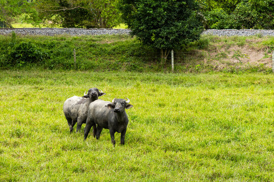 Two domestic water buffalo in a green pasture in a tropical rural area of ​​Colombia - Bubalus bubalis