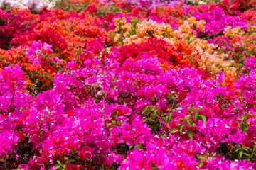 Fototapeta premium Floral landscaping with abundant and colorful bougainvillea.