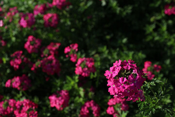 Obraz premium Verbena flowers in soft morning light,landscape view