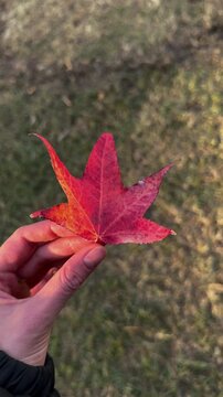 Slow motion close up of a female hand twirling a vibrant red autumn leaf against blurred grass and fallen leaves. Bright sunny day. Concept of fall vibes and connection with nature