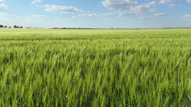 Green field under blue sky. Camera moving down