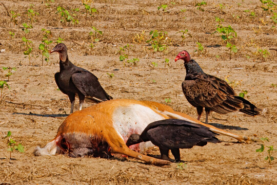 Two black vultures, Coragyps atratus, and a turkey vulture, Cathartes aura, feeding from a deer carcass.