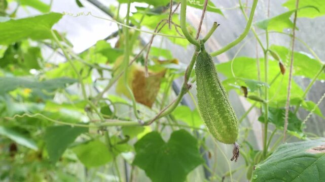 Fresh green cucumber is growing in a greenhouse. Healthy homegrown vegetarian food for sales. Small local business