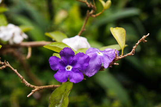 Purple ruellia simplex flower mexican petunia. Perfect for nature lovers, design projects, and background concepts.