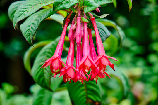 Close up of a Fuchsia plant