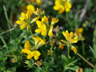 Fototapeta premium Close-Up of Bird’s-Foot Trefoil Flowers (Lotus corniculatus) on South Boulder Creek West Trail in Boulder Colorado