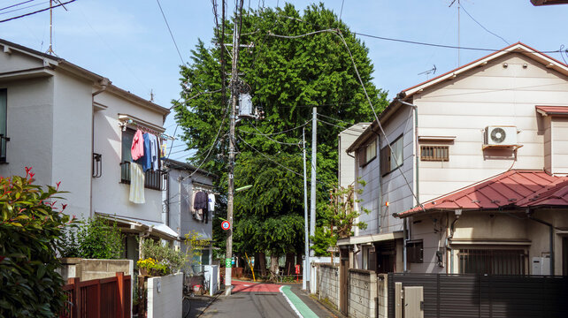 住宅街にあるイチョウの大木