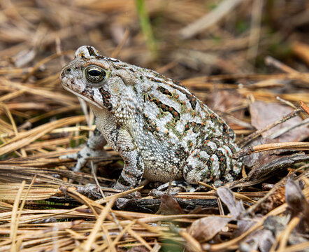 fowler's toad on pine needles camouflage close-up face eyes plump