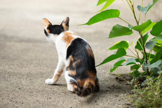 cute cat on the ground